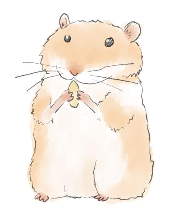 Pencil and watercolour illustration of a hamster eating a seed